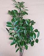 ���Y�{��